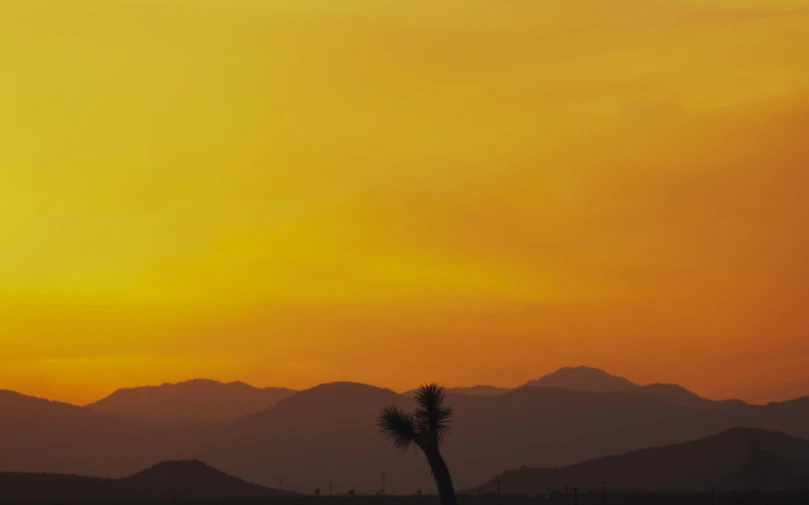 the silhouette of a palm tree and mountains at sunset