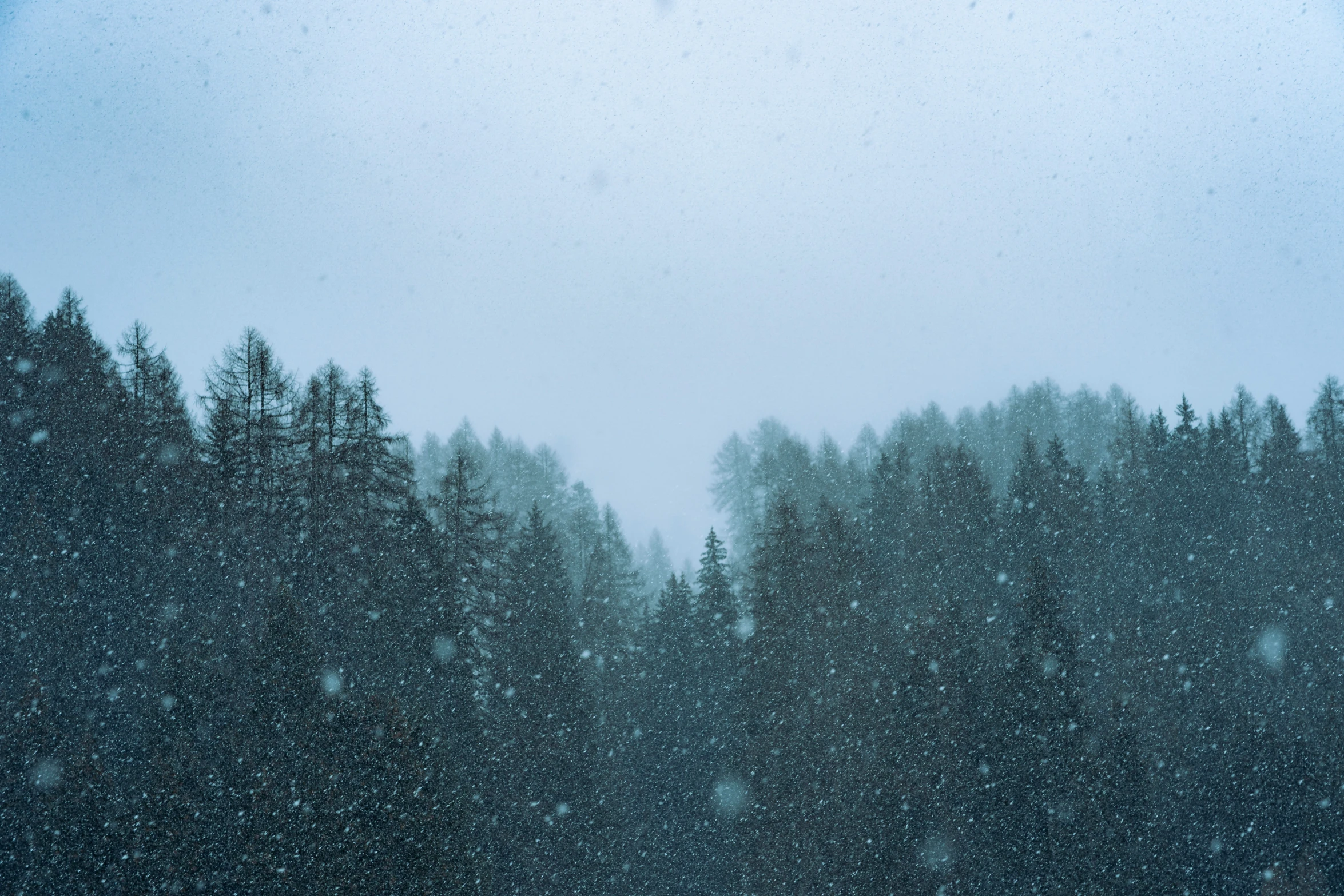 a forest full of trees covered with snow