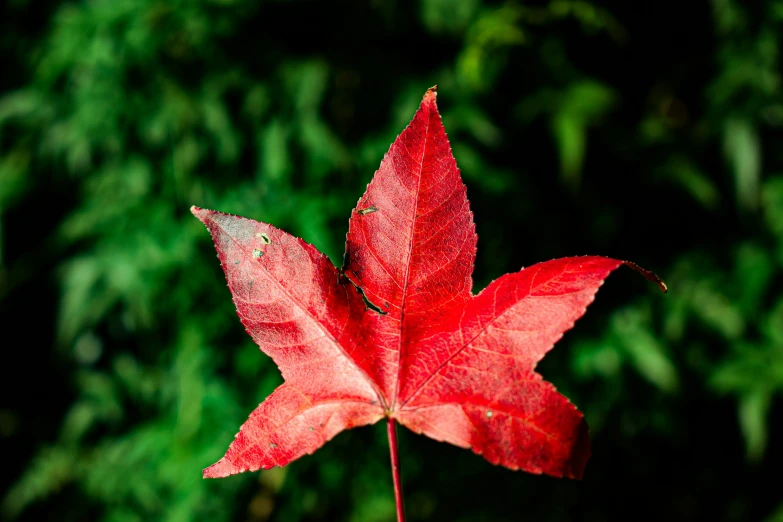 red leaf with spots of yellow on its end