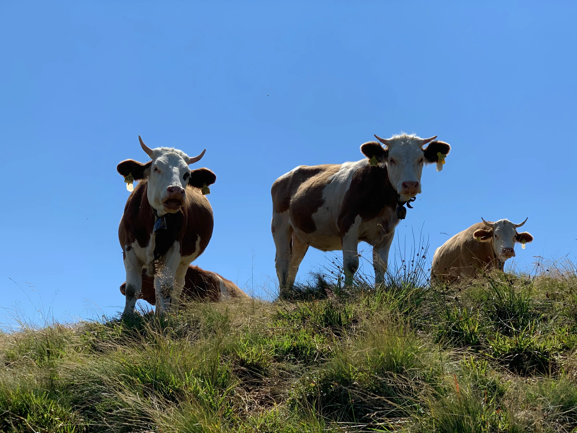 three cows stand in a field, with the sky in the background