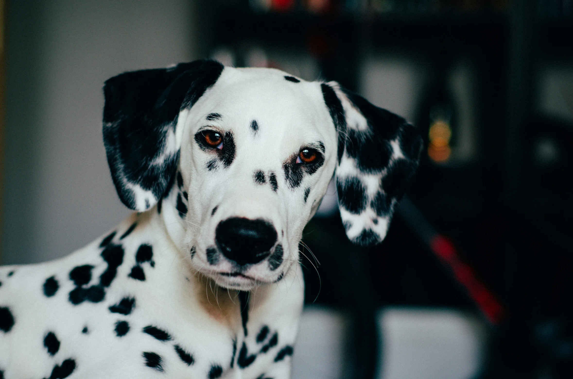 a dalmation dog is shown staring at the camera