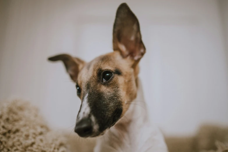 a dog sitting in the middle of his bed