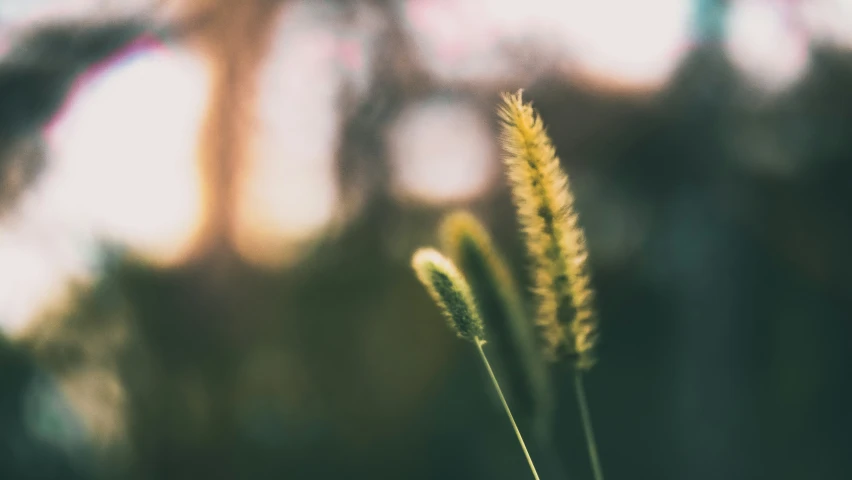 a plant with green stems moving in a field