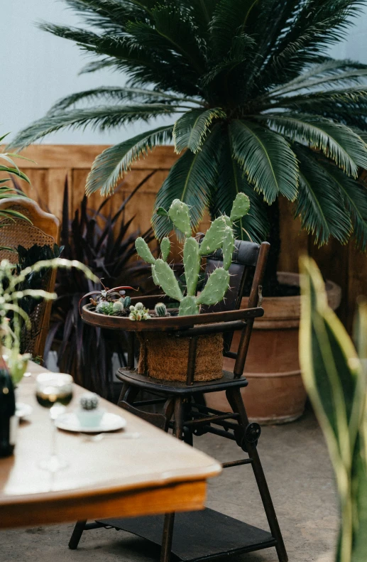 there is a large plant in a pot