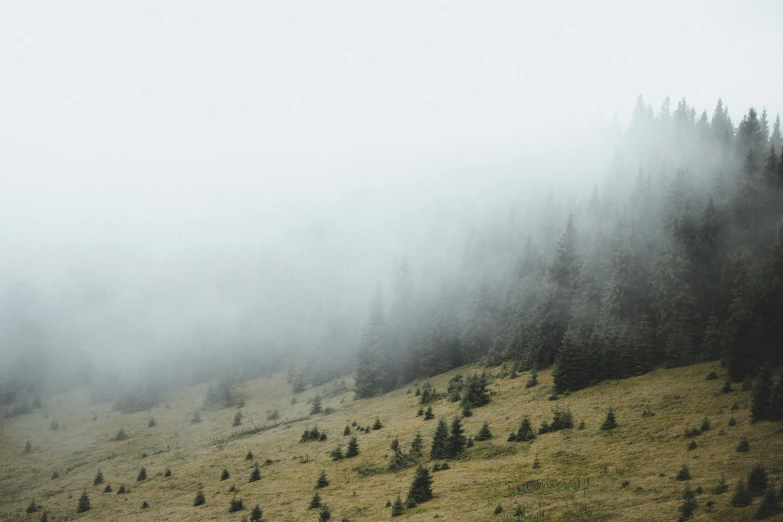 a group of trees sitting on top of a grass covered hillside