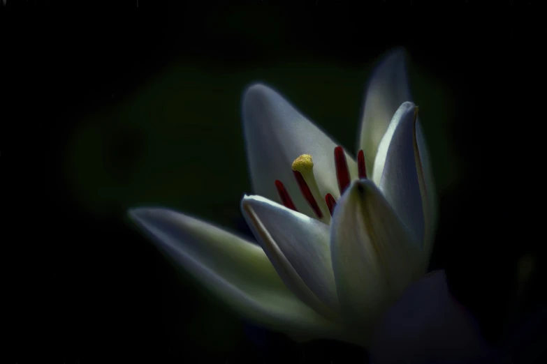 a white and yellow flower with red stamen