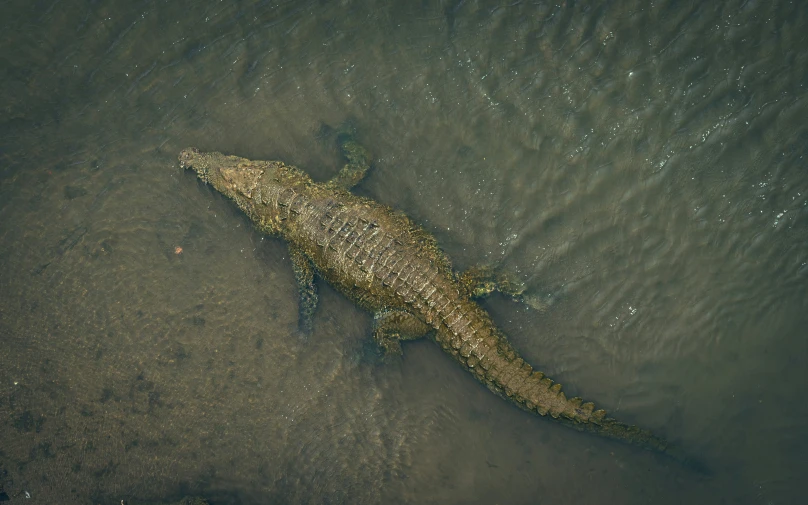 an animal swimming in water next to shore