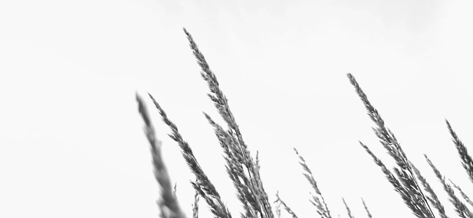 the tall grass is blowing in the wind