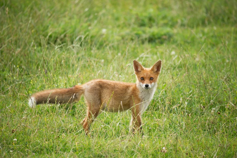 a small fox standing in a green field