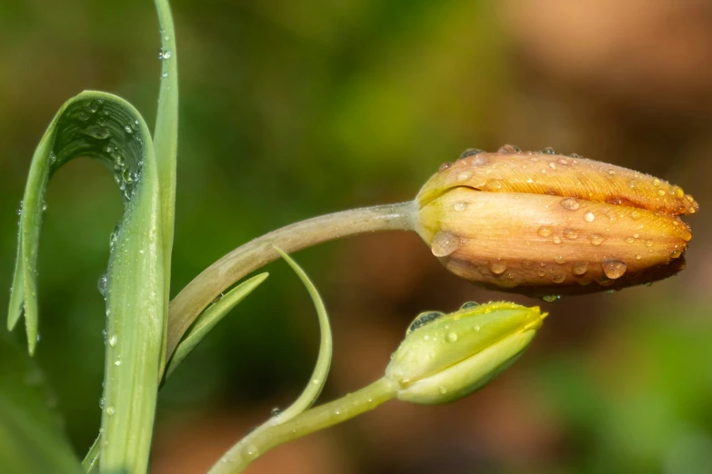 dew is on the end of a bud of a plant