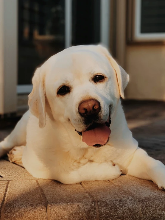 a large dog laying down on top of a stone