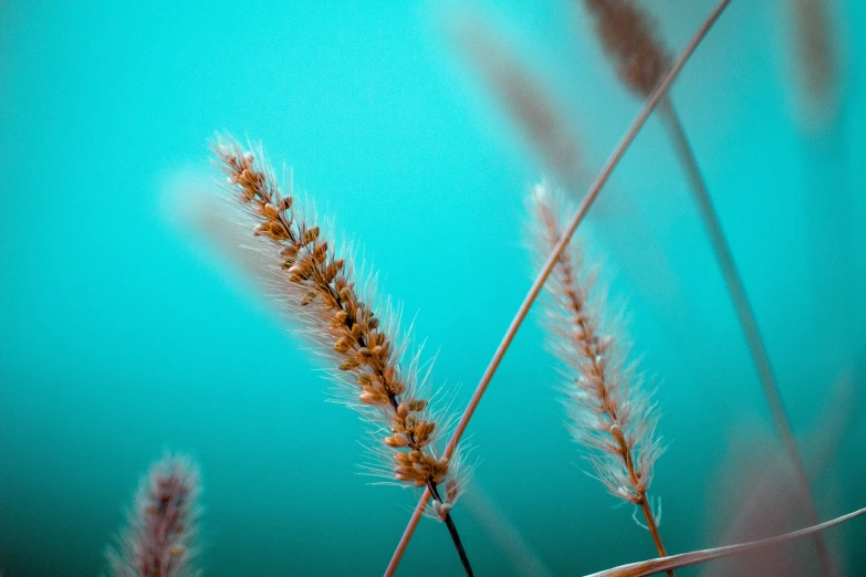 several plants are on the same blue background