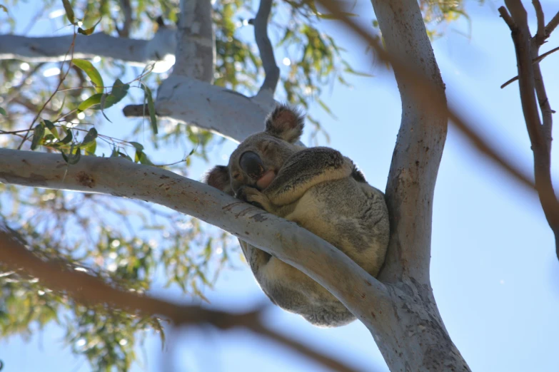 a baby koala is sleeping in a tree