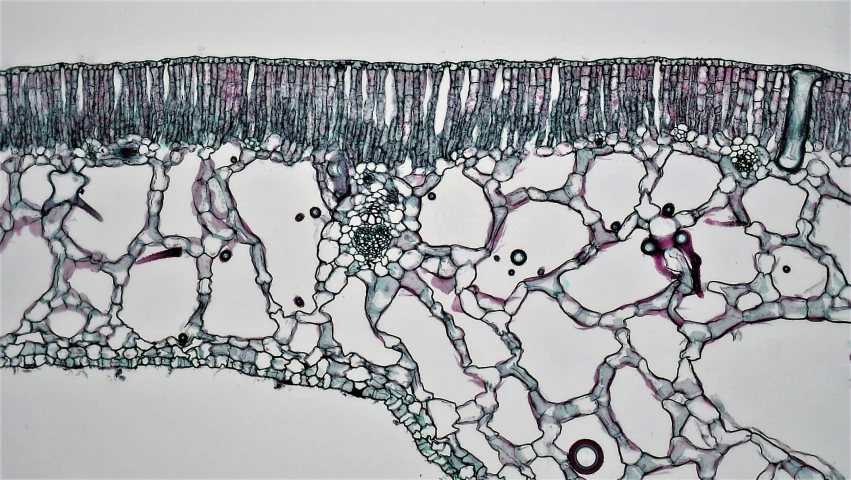 a structure showing an equilit and a cell line