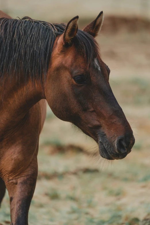 the large brown horse has a black mane