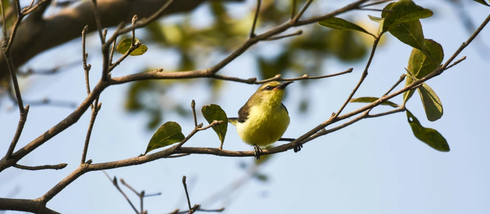 a bird sitting on a nch with leaves