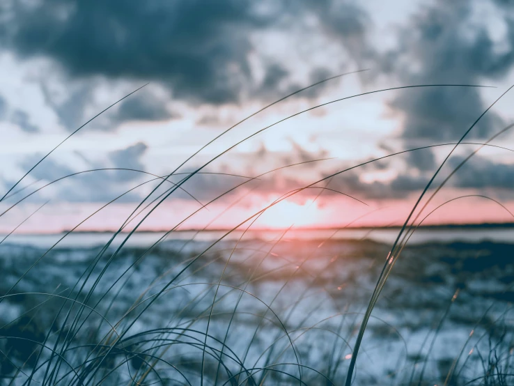 the sun is setting behind some tall grass