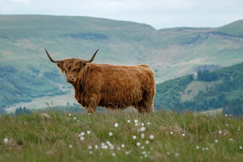 a very pretty brown cow with large horns standing in the grass