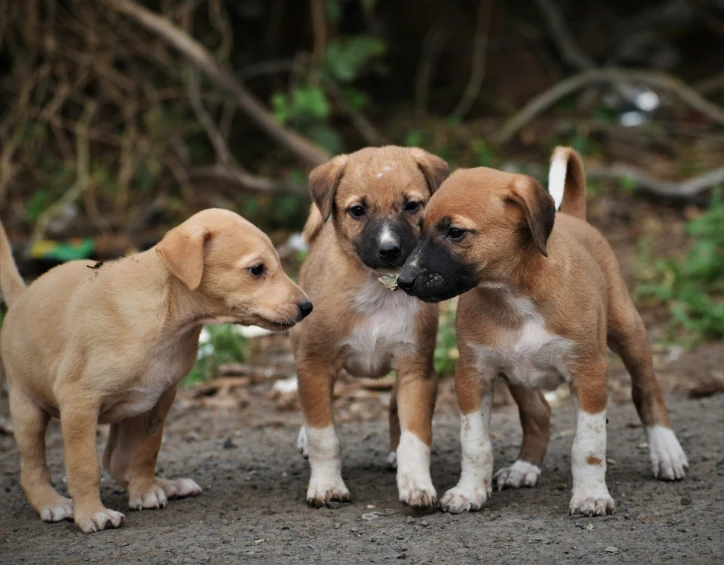 a group of dogs standing next to each other in the dirt