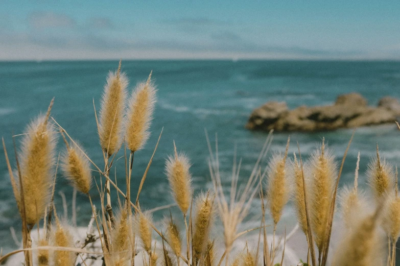 a large body of water that is close to the shore