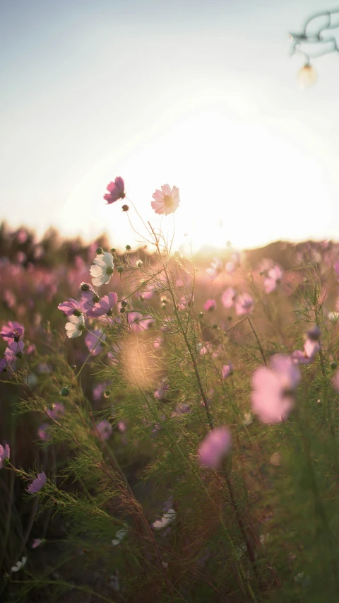 many flowers that are in the grass