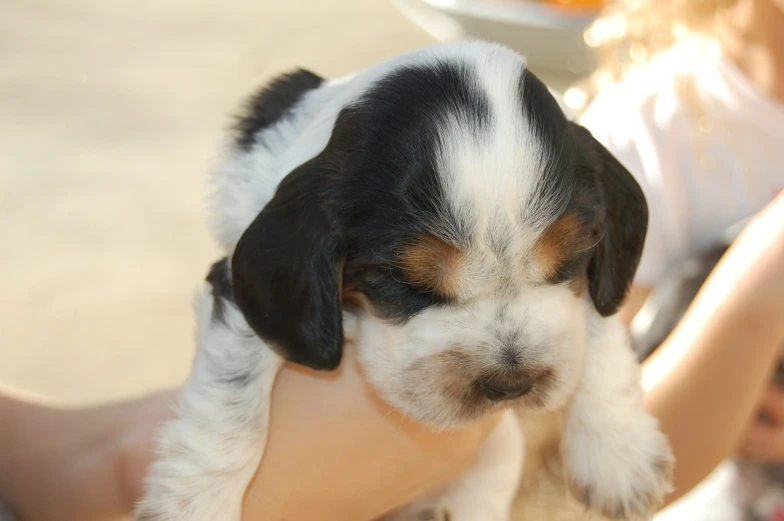 a small puppy with white and black fur and a white face