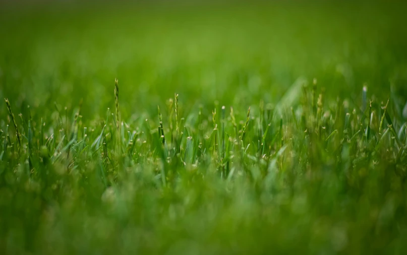 a green grass field with some little buds on it