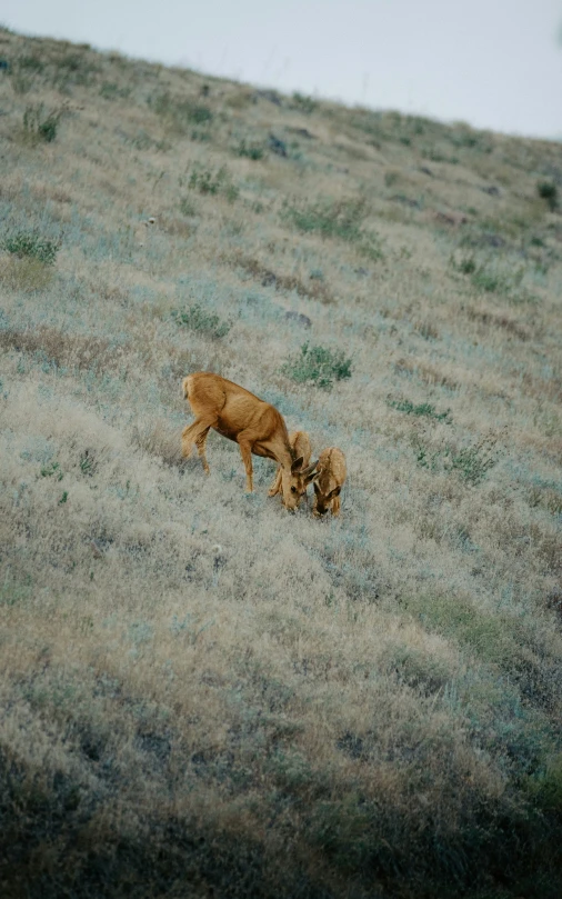 there are two animals on the hill together