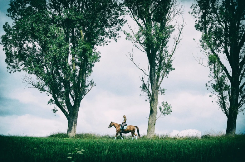 two horses stand next to each other in the middle of a grassy field