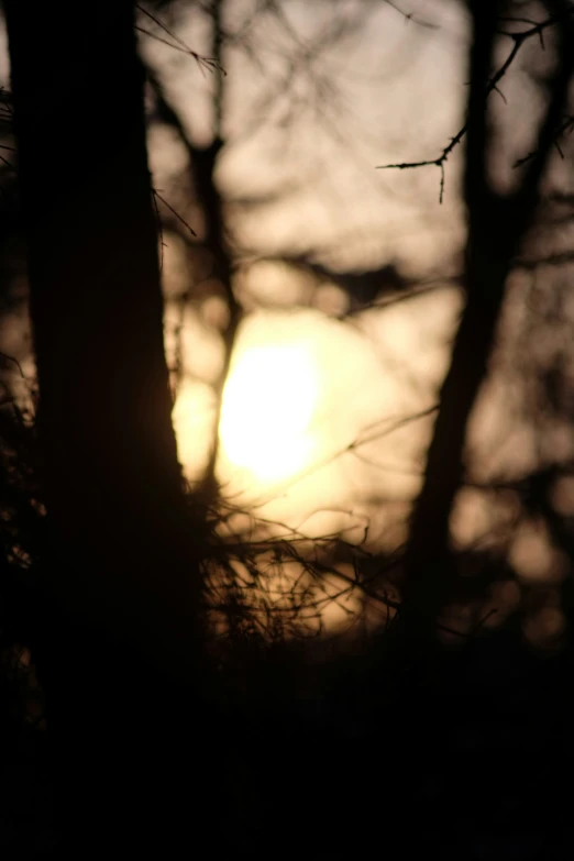 the sun shining behind the trees with no leaves