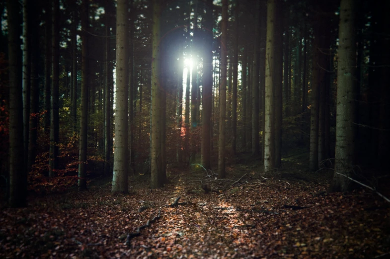 sunlight peeking through the canopy of tall trees in the forest