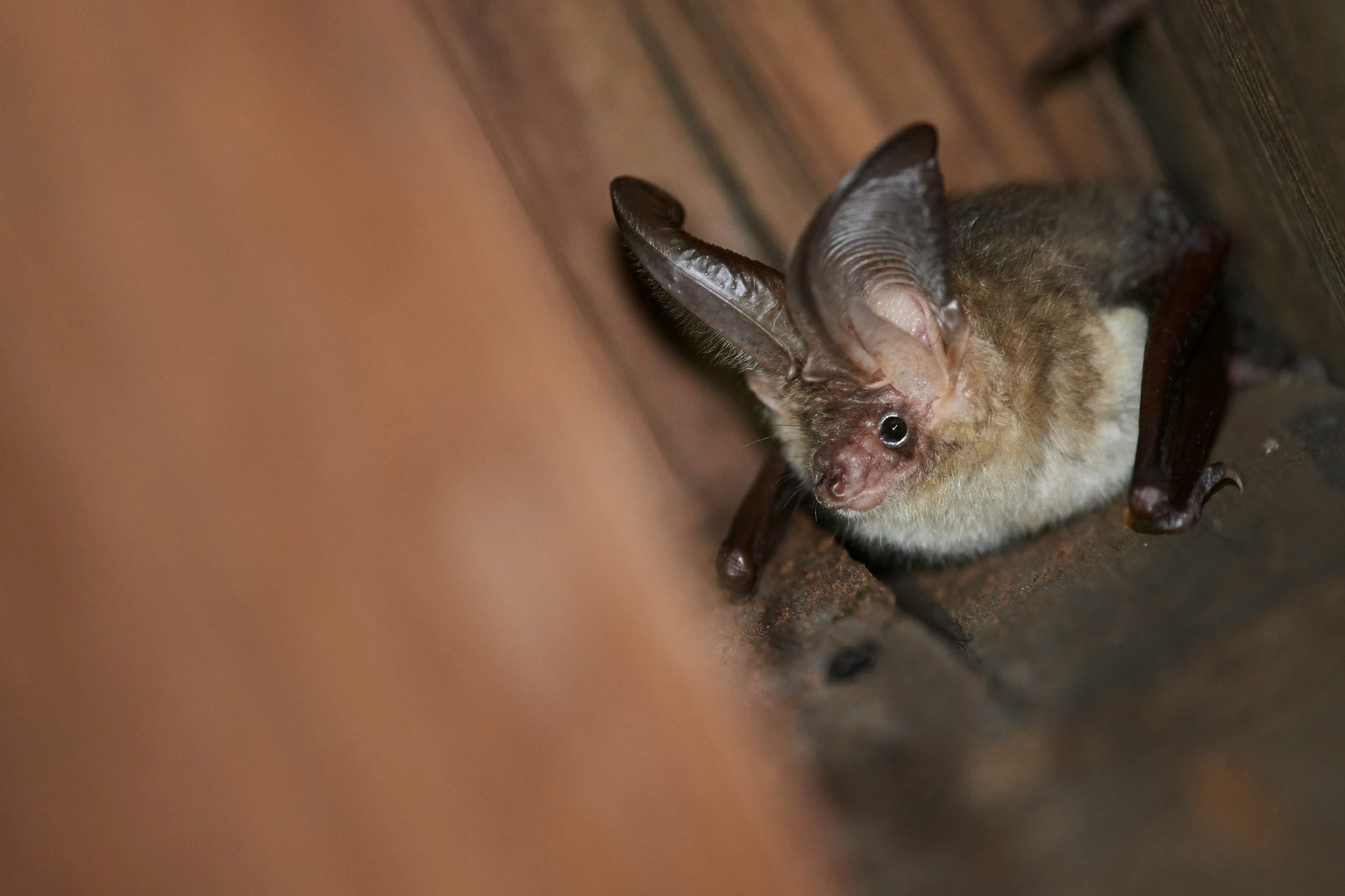 a little bat is climbing up a wooden fence