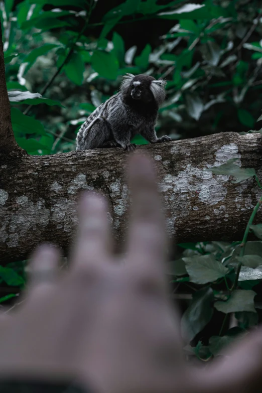 a bird sitting on a tree nch while someone's hand is reaching up towards the camera