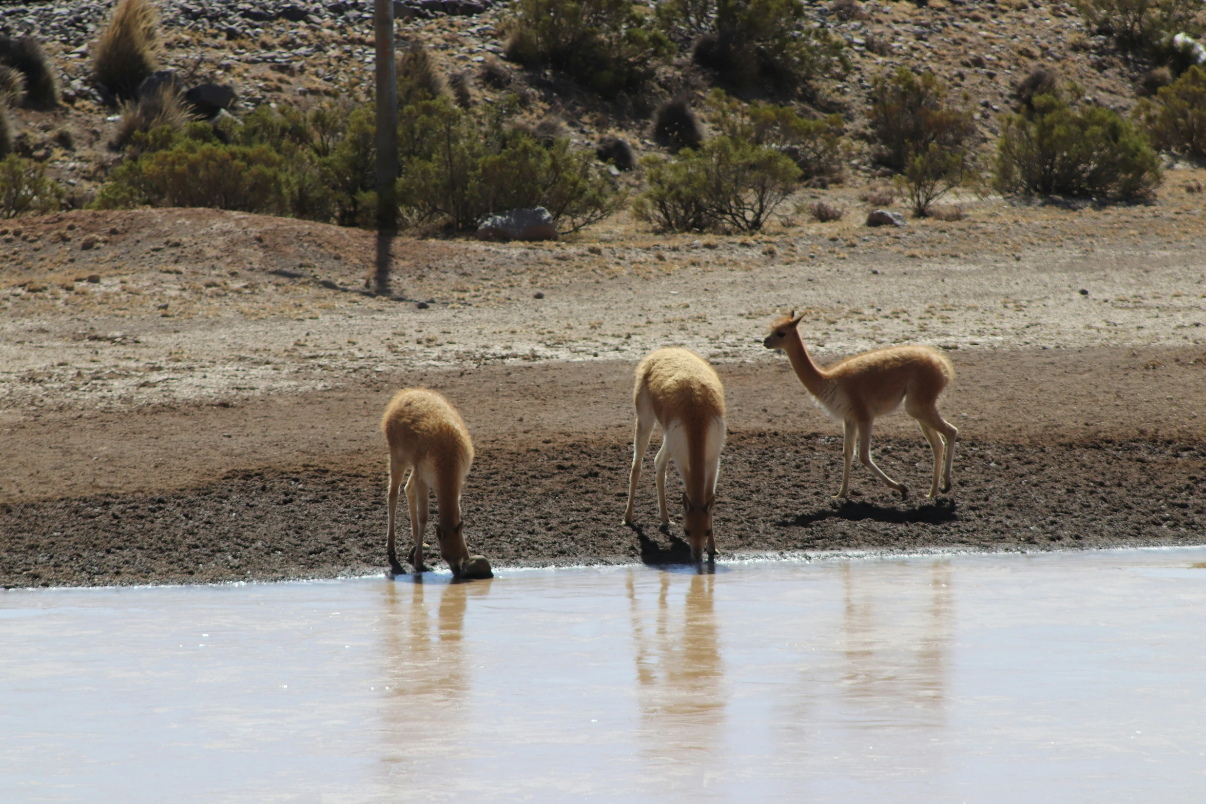 some animals on some sand water plants and dirt