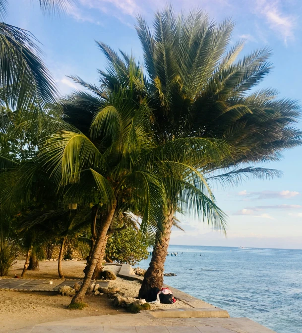 a group of palm trees with the beach in the background