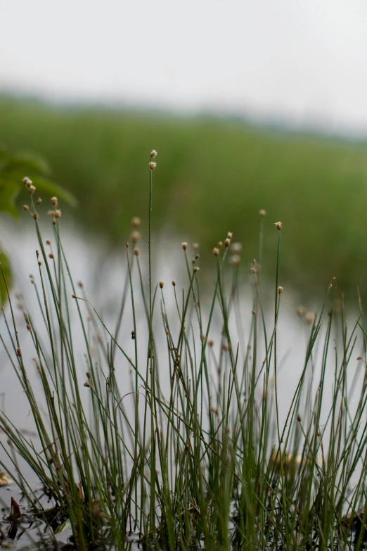 plants and a body of water next to a field