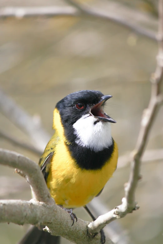 a small bird sits on the nches of a tree