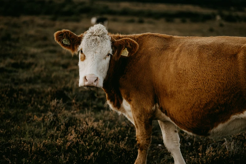 a cow standing in a field next to a tree