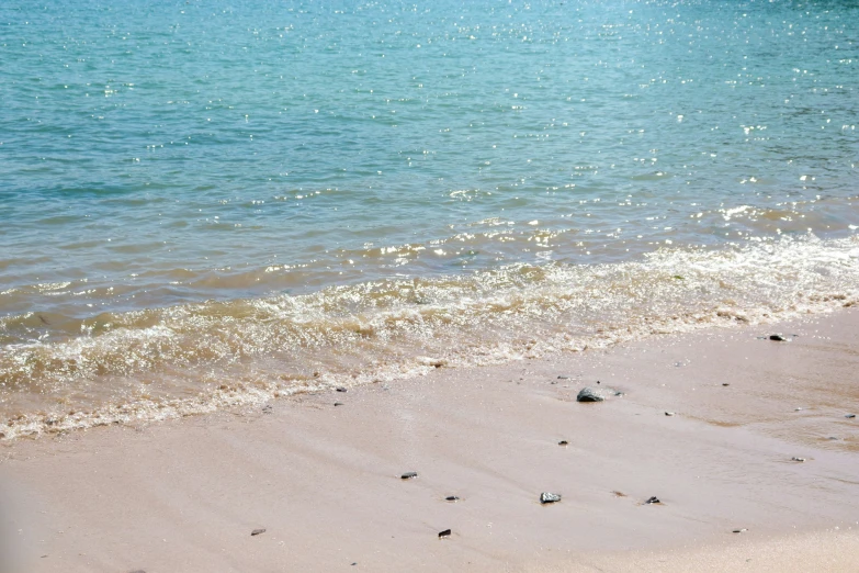 a bird is sitting on the beach as it looks to land