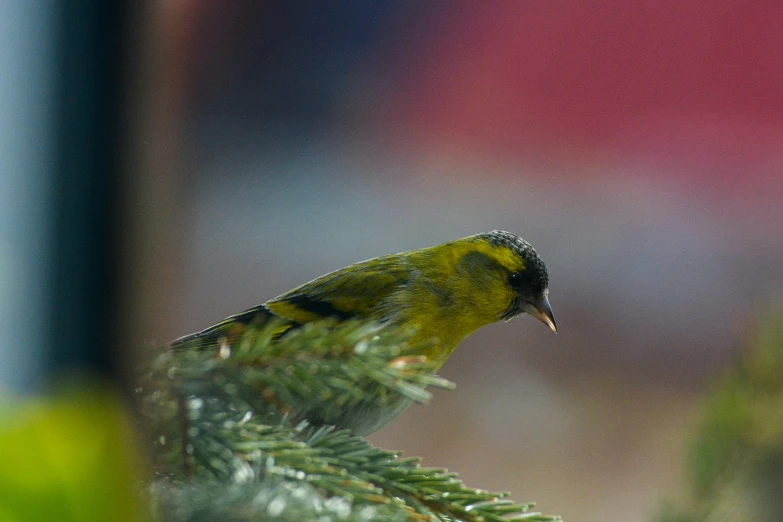 a yellow and black bird sitting on top of a tree