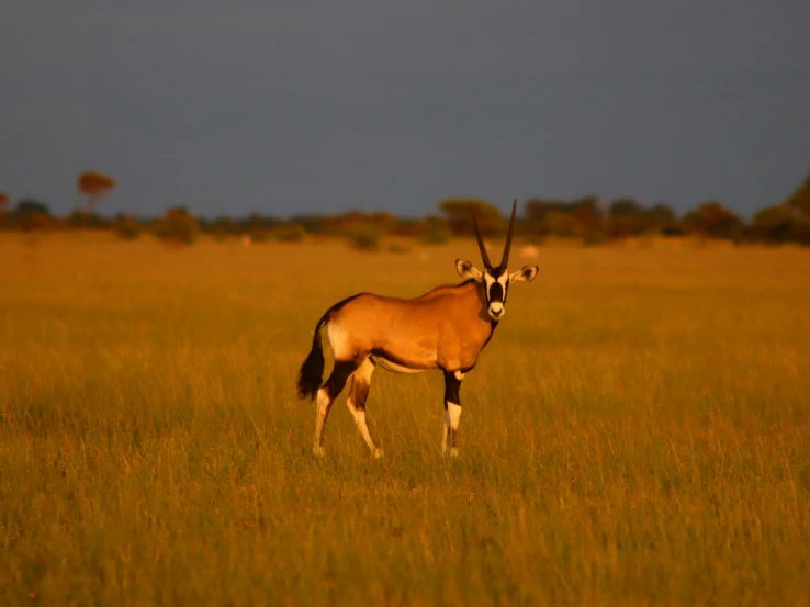 an antelope is standing in a vast field