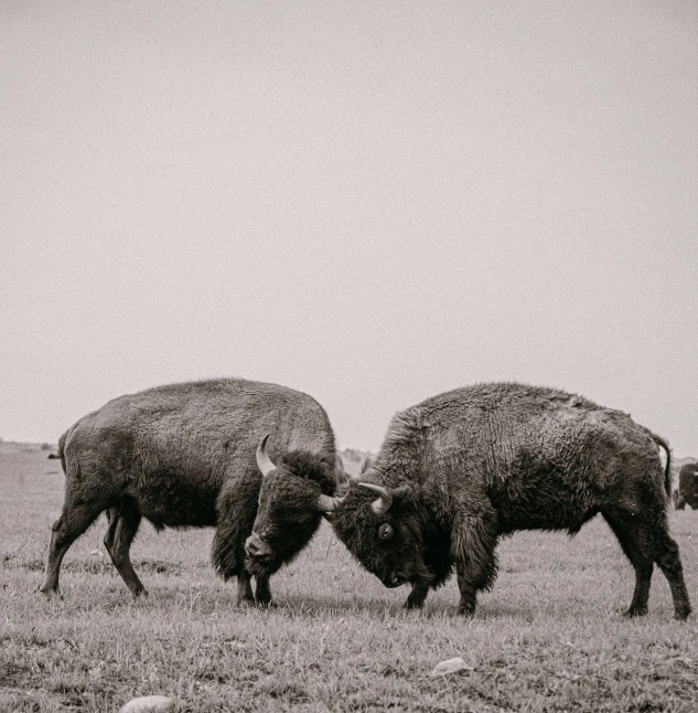 two bison are facing each other in the grass