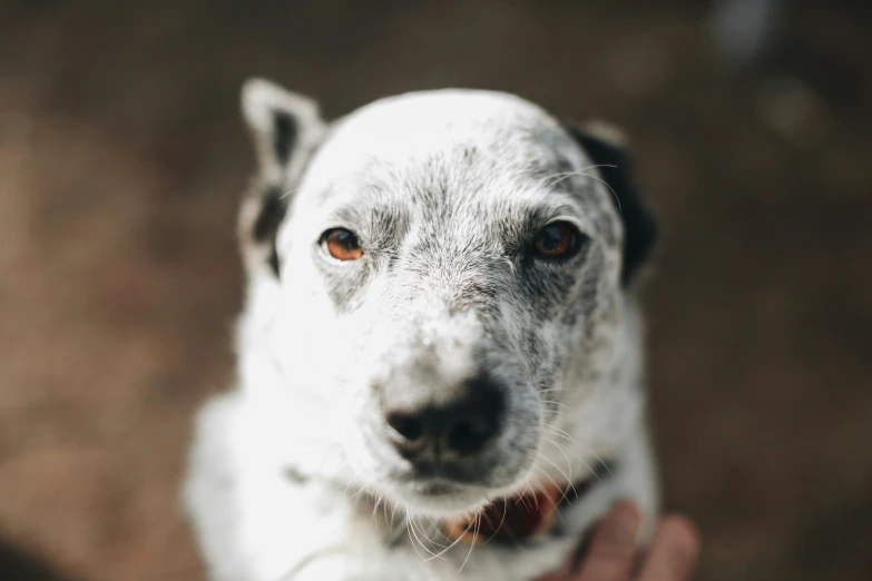 closeup of an orange eye on a small dog