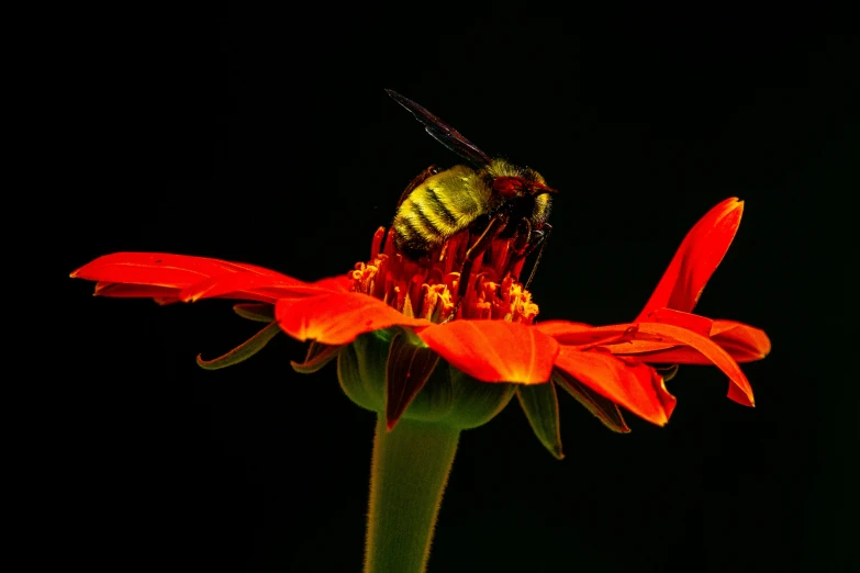 a bee sitting on top of a flower next to a black background