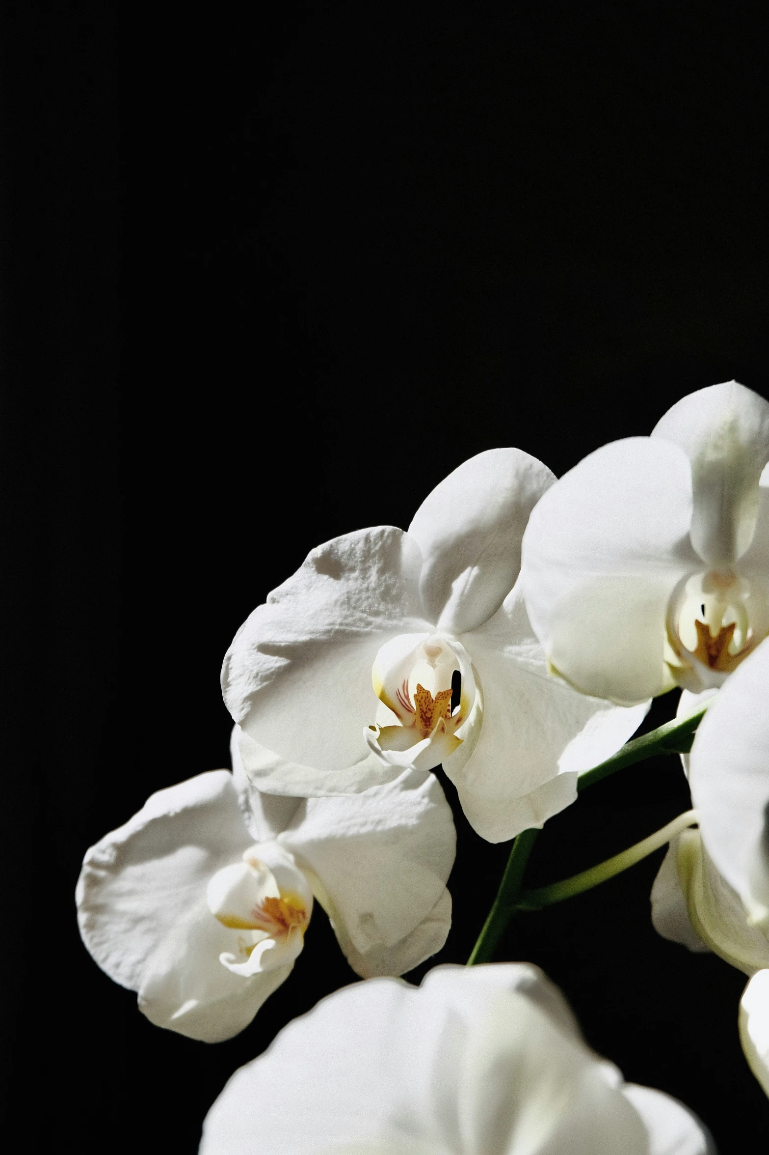 an arrangement of white flowers in a glass vase