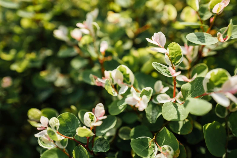 green and pink leaves on a bush outside