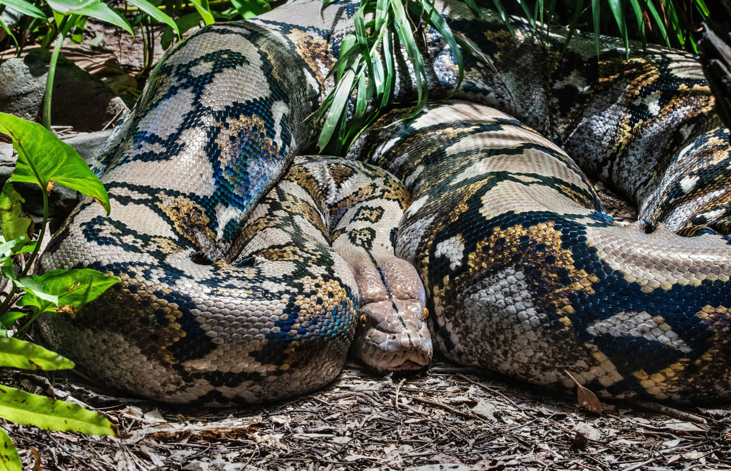 a close up of an enormous snakes in some bushes