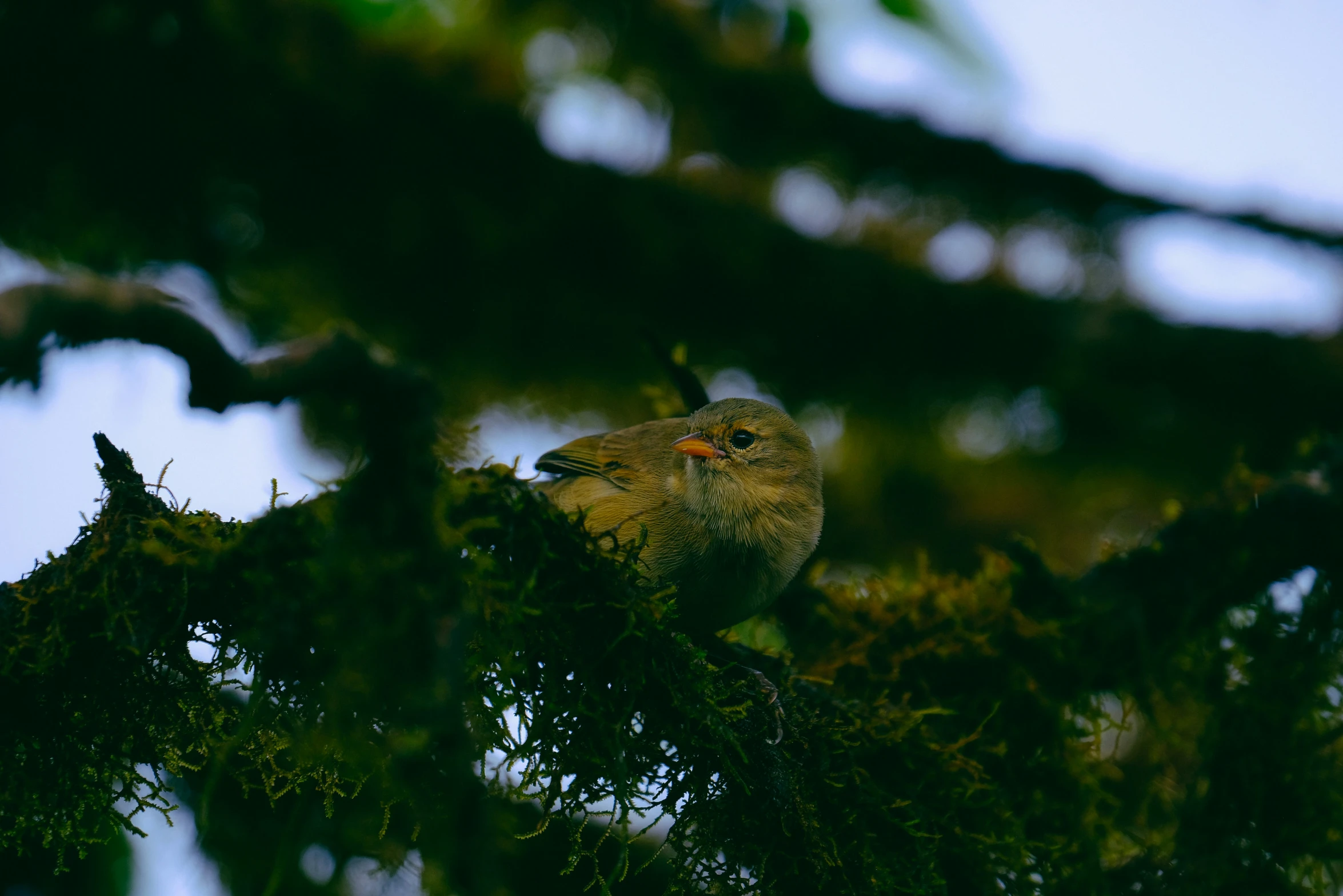 a green bird with a black head is sitting in a tree