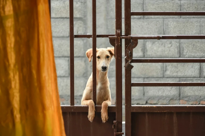 a dog that is sitting inside a gate