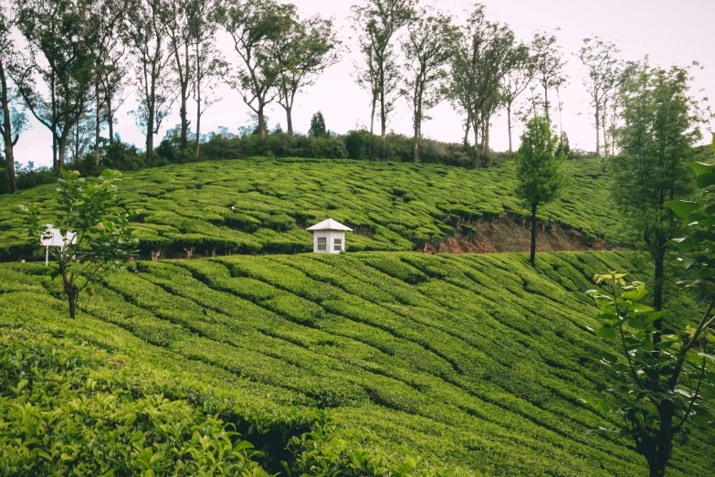 a tree covered hill has a white house on top